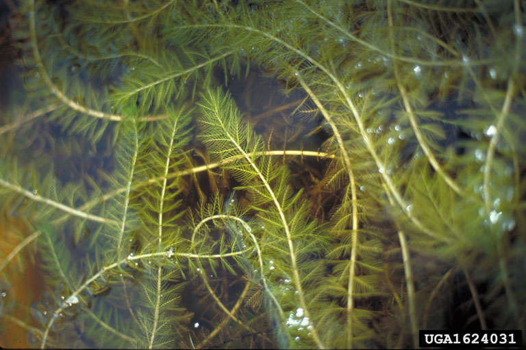 Milfoil floating in water.