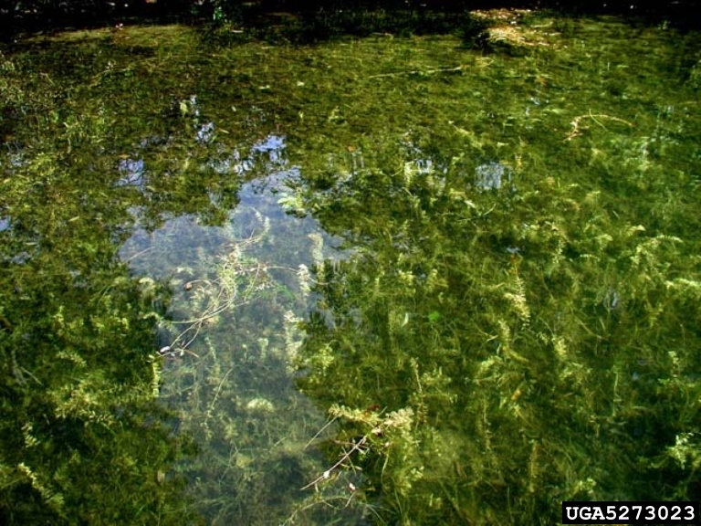 Dense mass of milfoil in a lake.
