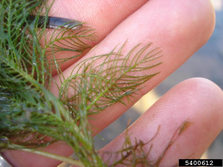 Extreme closeup of milfoil held in hand showing plant detail.