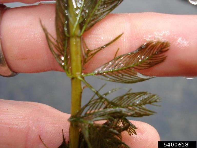 Closeup of milfoil held in hand showing plant detail and relative size.
