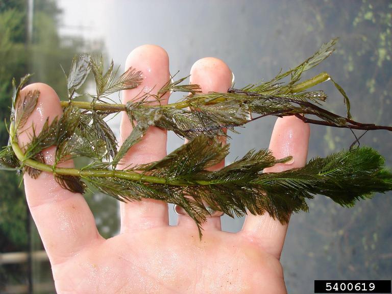 Milfoil branch held in hand showing plant detail and relative size.