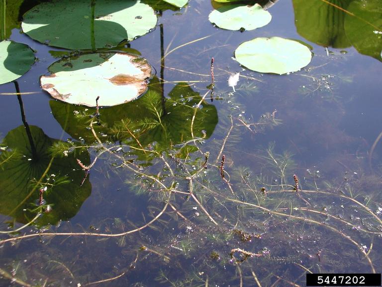 Milfoil floating in the water next to lily pads.