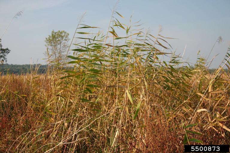 Several native phragmites plants in a field showing the top structure.
