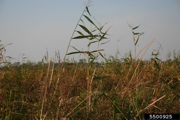 A few native phragmites plants in a field.