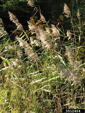 Closer view of several non-native phragmites plants showing the top structure.
