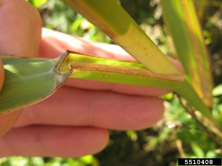 Extreme closeup of a non-native phragmites leaf stem