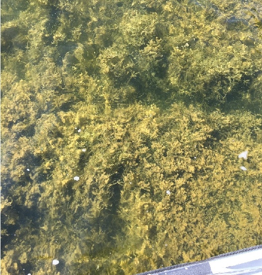 Large mat of starry stonewort in a lake showing high density of the plant.