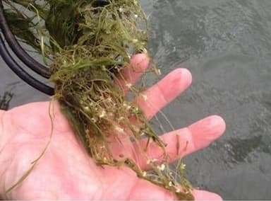 Mass of starry stonewort in a hand showing relative size.