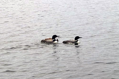 Loons