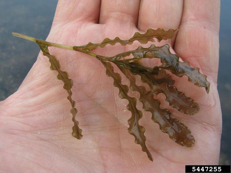 Sprig of curlyleaf pondweed in a hand showing relative size.