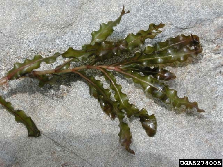 Sprig of curlyleaf pondweed on the ground.