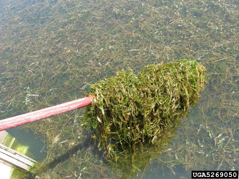 An oar lifts a dense pile of curlyleaf pondweed out of a lake.