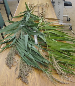 Two sets of phragmites stems and leaves on a table top with the non-native plants on the left and the native plants on the right.