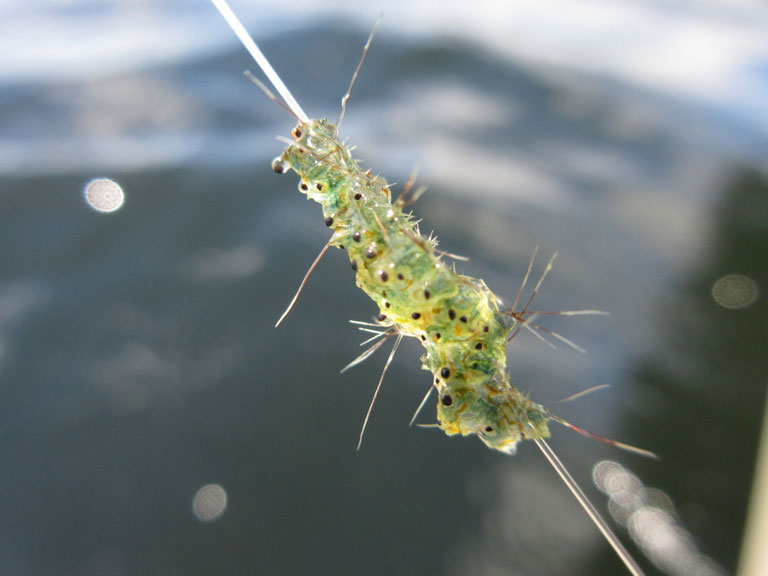Several spiny waterfleas gathered together on a fishing line.