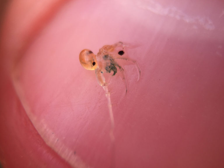 A single spiny waterflea on a thumbnail showing size.