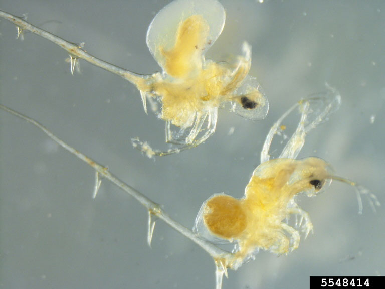 Extreme closeup of two spiny waterfleas.