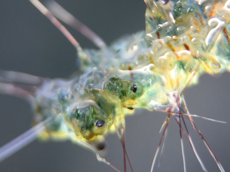 Extreme closeup of several spiny waterfleas