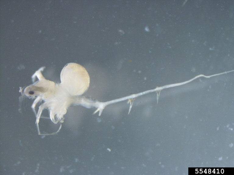 Extreme closeup of a single spiny waterflea