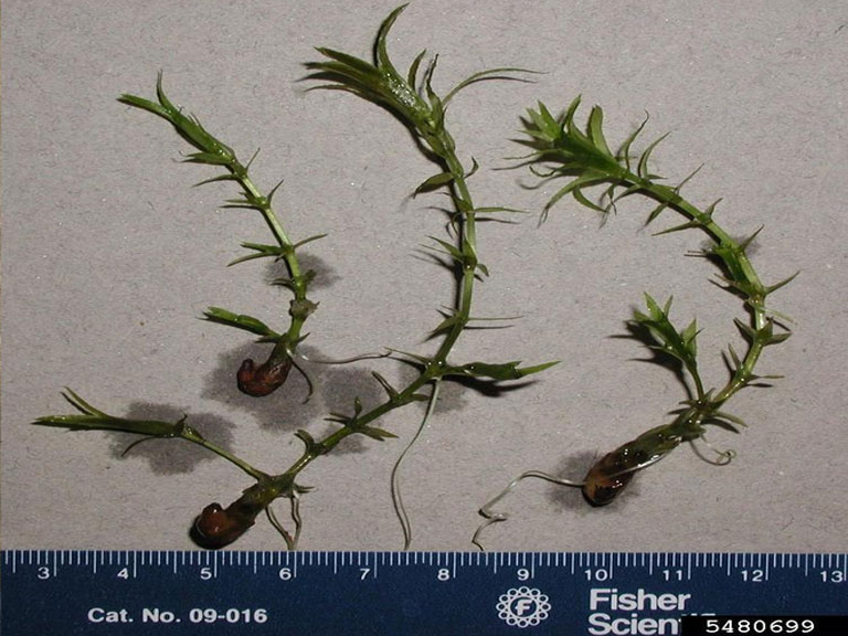 Three hydrilla plants next to a ruler showing size.