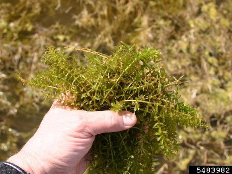 A handful of hydrilla plants.