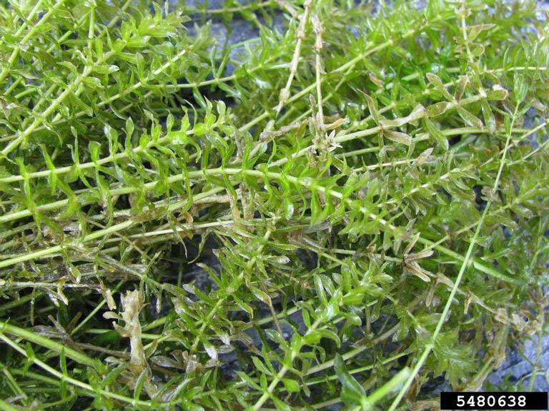 Closeup of a mass of hydrilla plants.