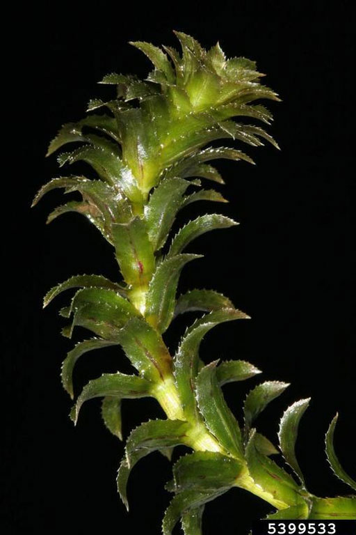 Extreme closeup of the top of a hydrilla plant showing detail.