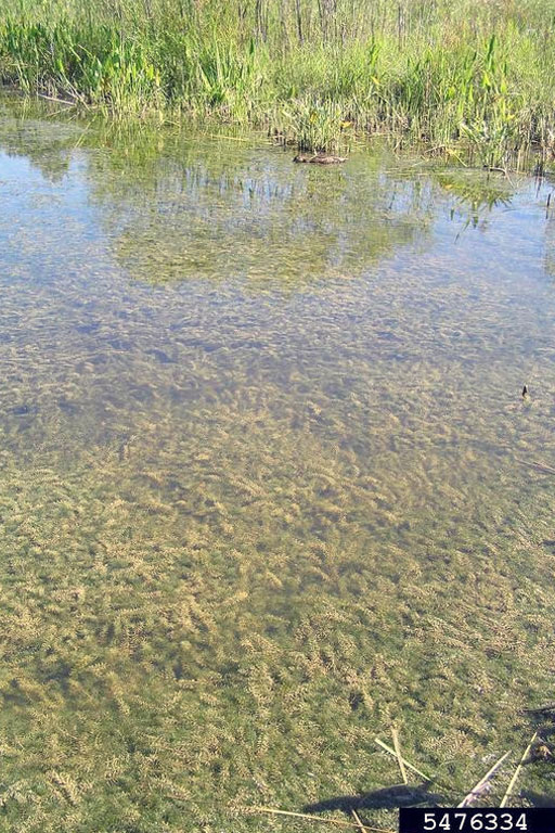 Small body of water with a large hydrilla infestation.