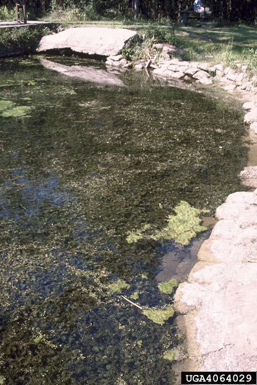Shoreline with a large hydrilla infestation.
