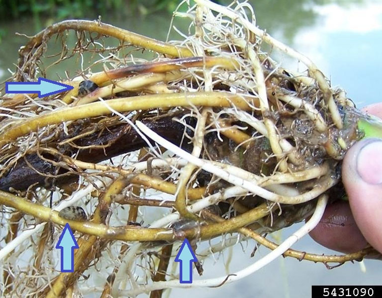 Submerged plant root and stem showing zebra mussels attached.