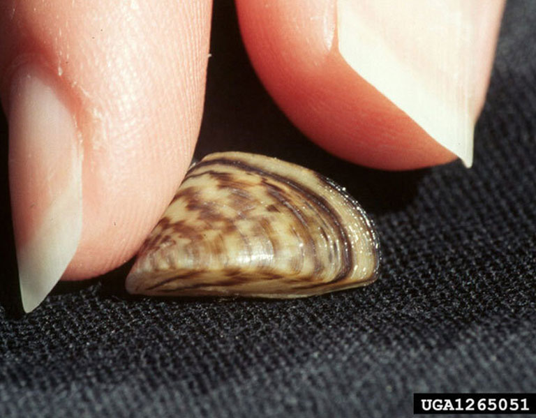 Closeup of a zebra mussel and two fingers showing relative size.