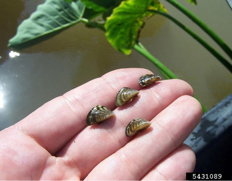 Four zebra mussels in a hand showing relative size.