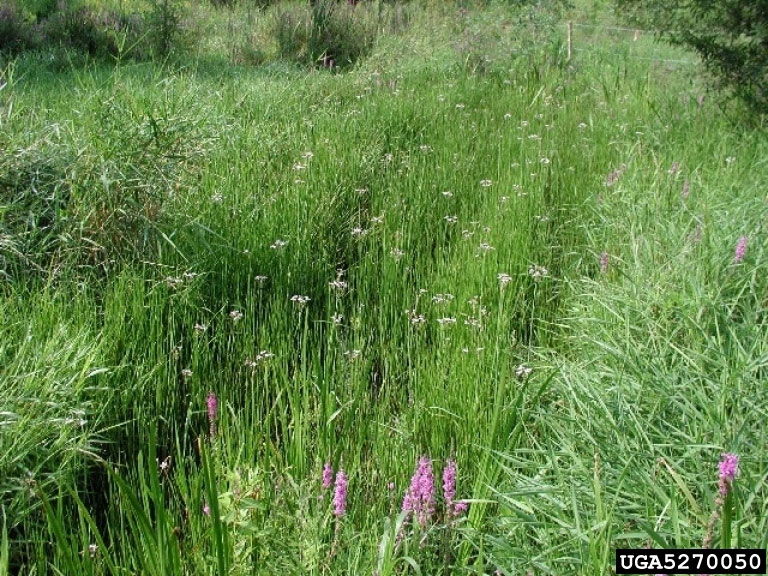 Dense field of flowering rush plants.