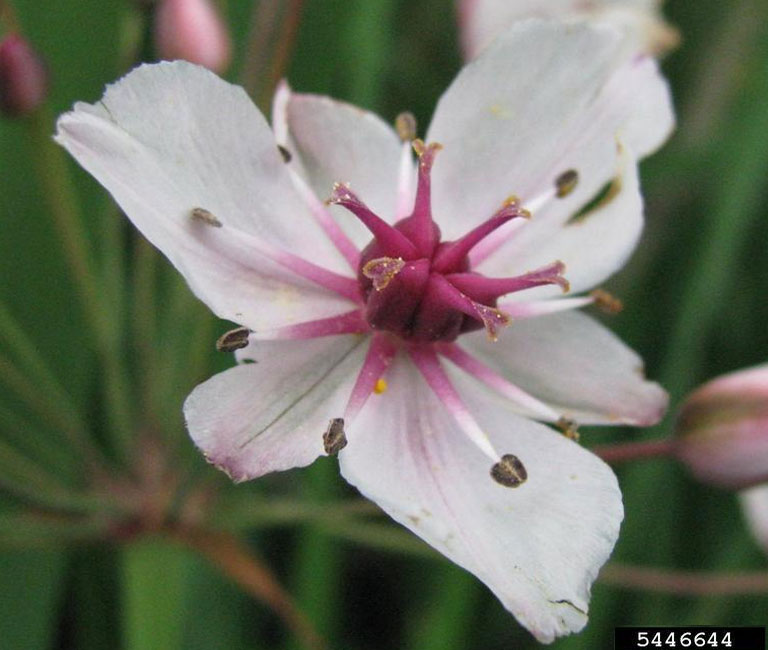 Closeup of a flowering rush flower.