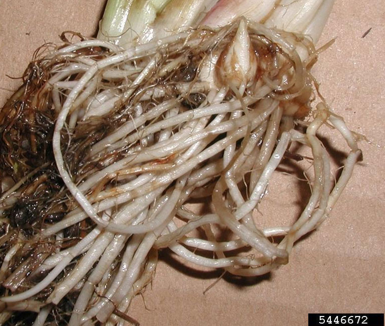 Closeup of the root structure of a flowering rush plant.