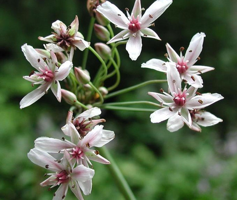 Several flowering rush flower blossoms on a stem.