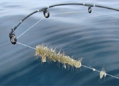 Several spiny waterfleas gathered together on a fishing line at the end of a fishing pole.