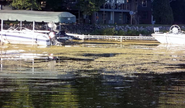 Starry stonewort infestation in front of a dock and boat lift on Lake Koronis.