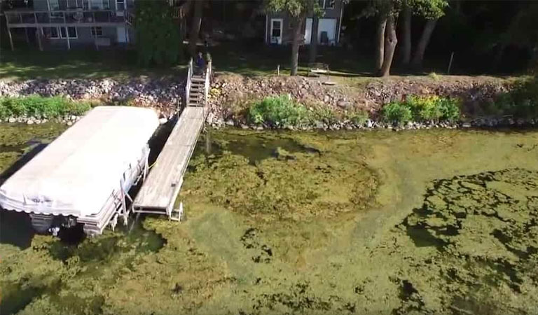 Overhead shot of starry stonewort infestation at the shore of a resident's home on Lake Koronis.