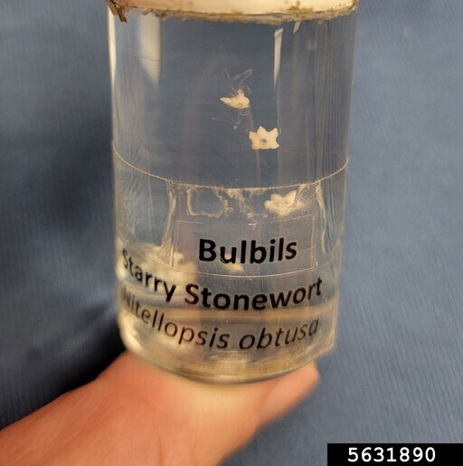 Jar of lake water showing starry stonewort bulbils.