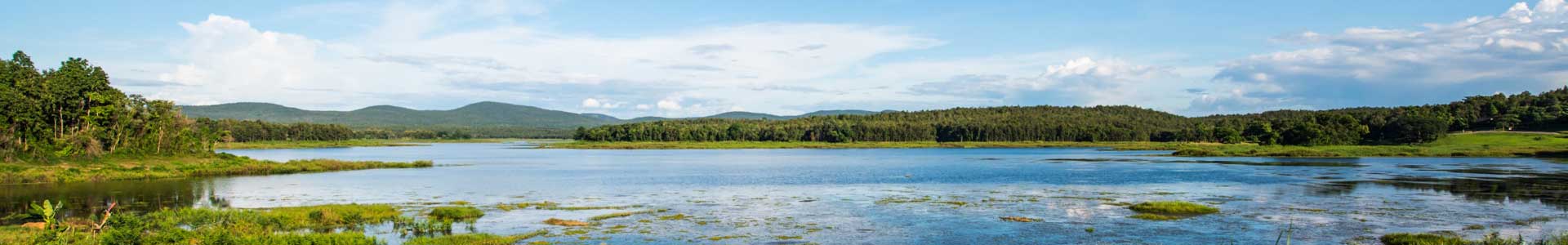 Eurasian Watermilfoil
