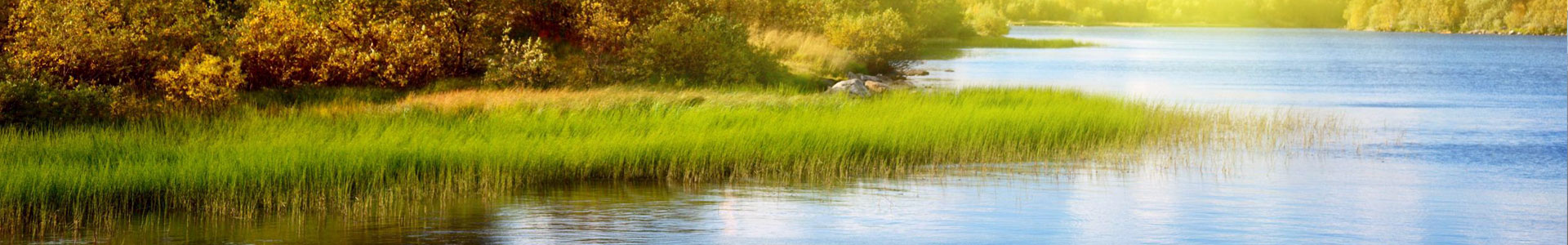 Flowering Rush